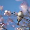 花見中
