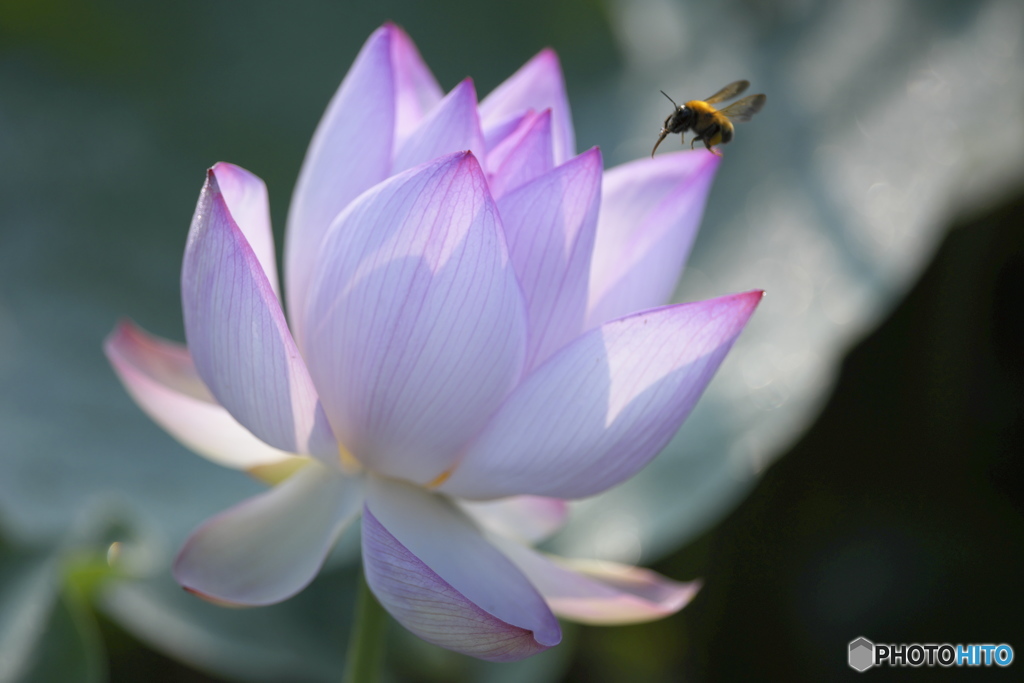 最近見つけたハス田　イ