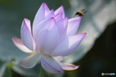 最近見つけたハス田　イ