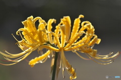 黄色い花も美しい　♫