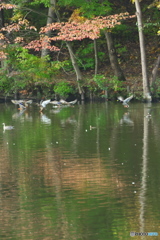 公園のカモ