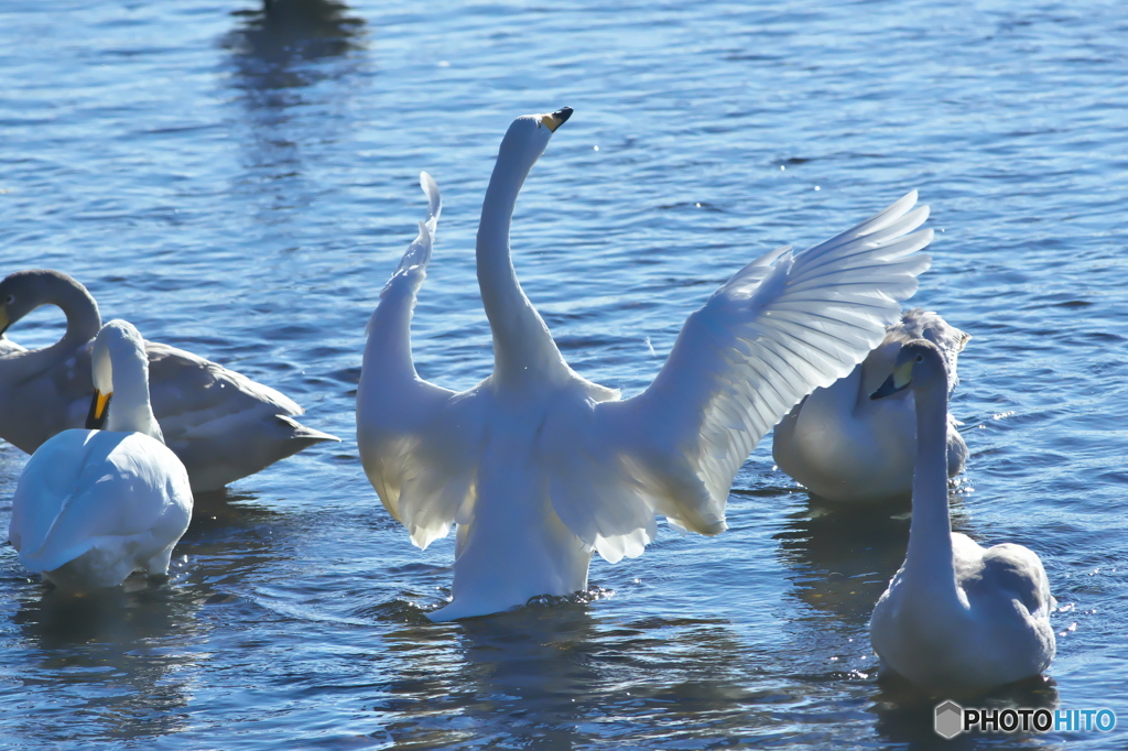 水の綺麗な清流の白鳥