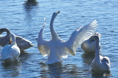 水の綺麗な清流の白鳥