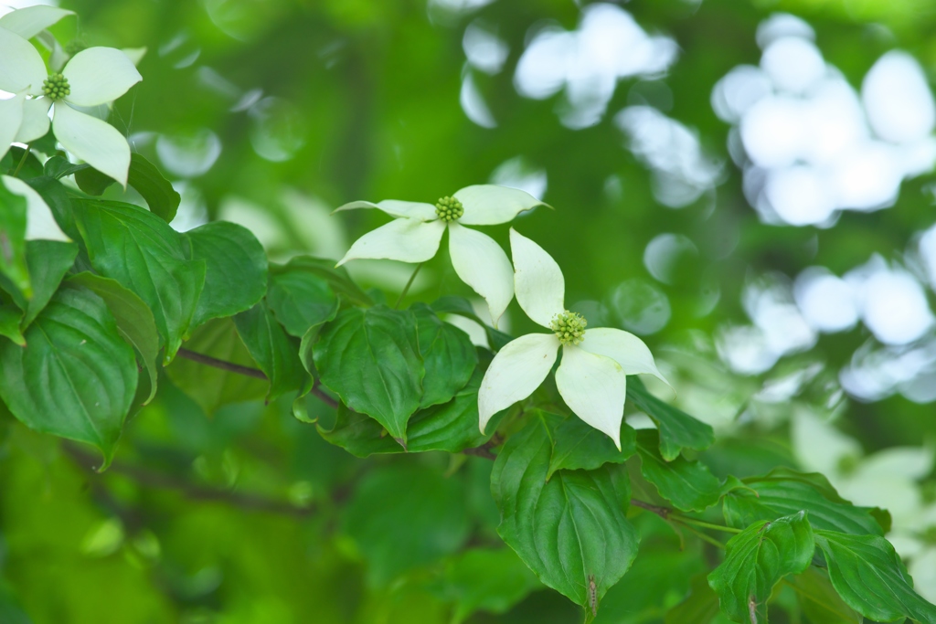 佐沼サンビーチの旬の花　弐