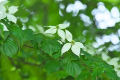 佐沼サンビーチの旬の花　弐