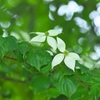 佐沼サンビーチの旬の花　弐