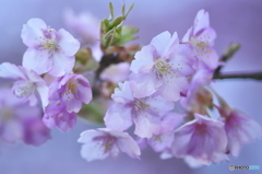 雨引観音の河津桜