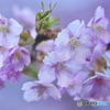 雨引観音の河津桜