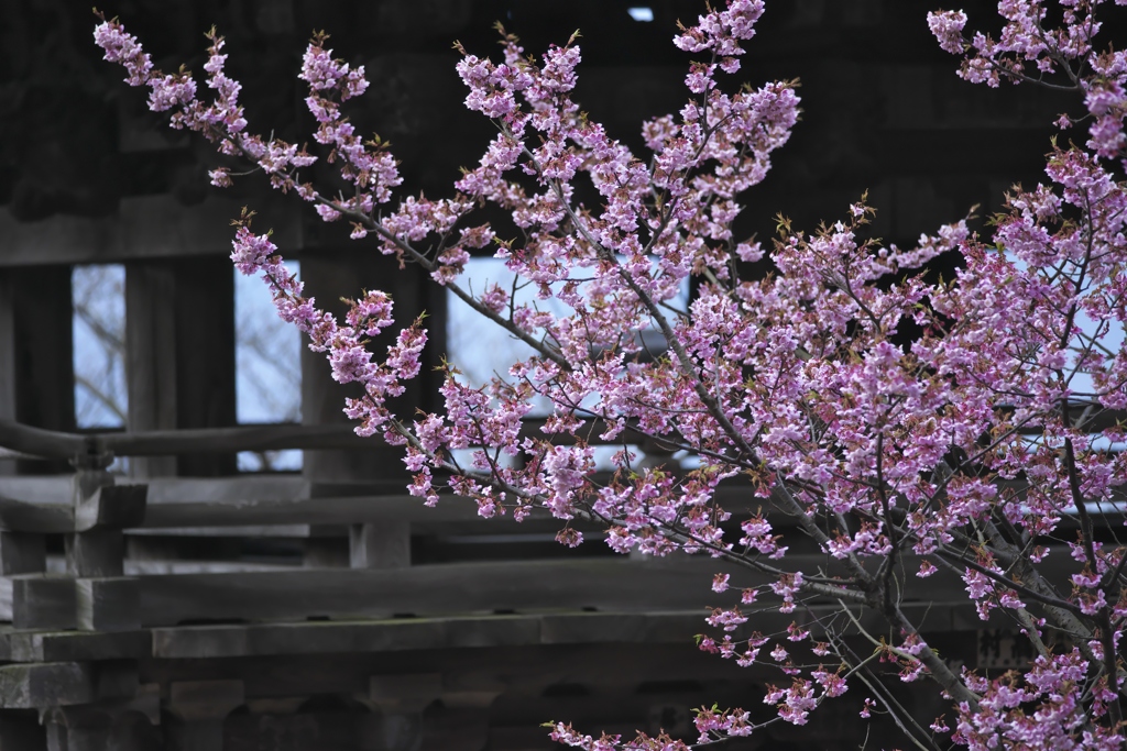 雨引観音樂法寺の桜　(　は　)