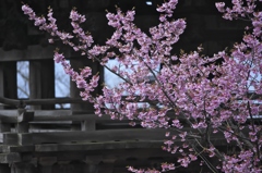 雨引観音樂法寺の桜　(　は　)