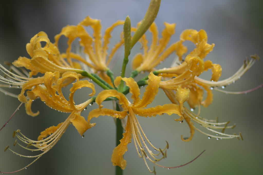 雨上がりの花　ろ