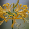 雨上がりの花　ろ