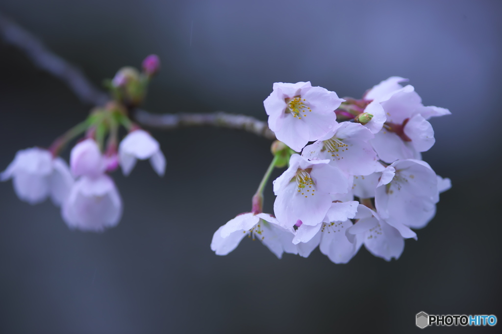 雨に咲く桜