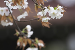 磯部公園の桜　弐