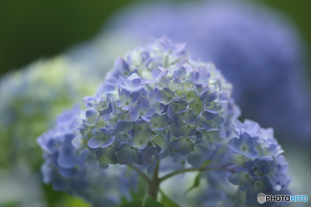 雨引観音の紫陽花