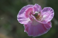 ヒナゲシの花園　Ⅳ