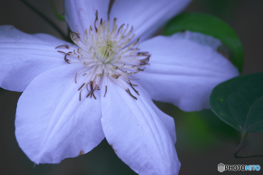 知人の庭は花いっぱい♪♪　b