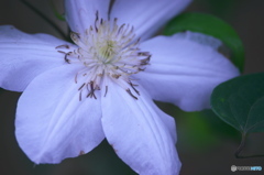 知人の庭は花いっぱい♪♪　b