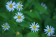 野に咲く花