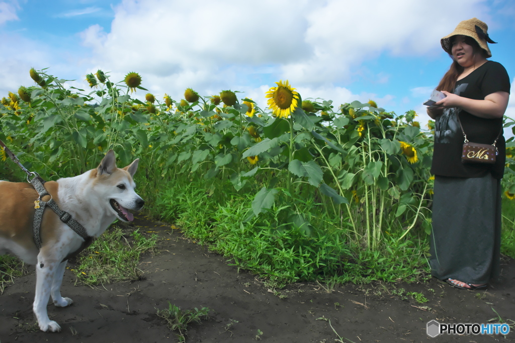 休耕田に咲くヒマワリ　　イ