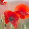 小貝川ふれあい公園のポピー　Ｃ