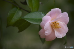 近くの公園の椿
