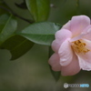 近くの公園の椿