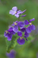 大根の花