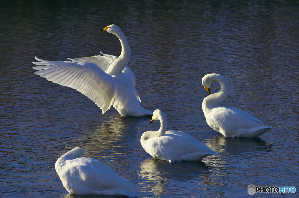 柔らかい陽射し