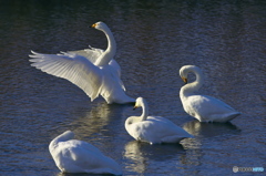 柔らかい陽射し