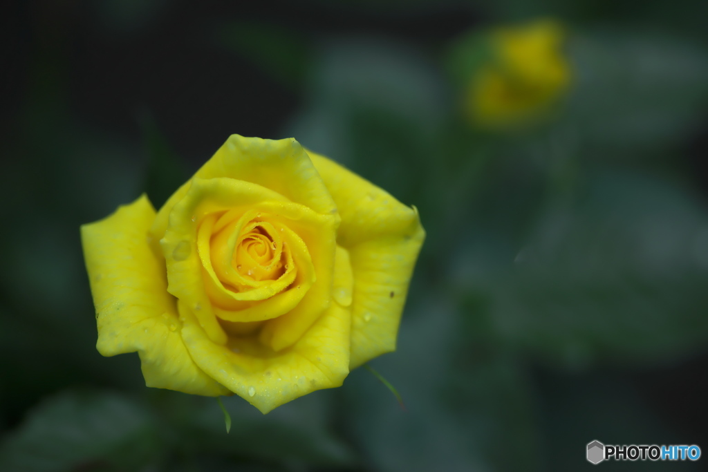 近くの大きな公園の薔薇　壱