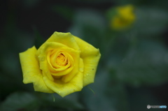 近くの大きな公園の薔薇　壱