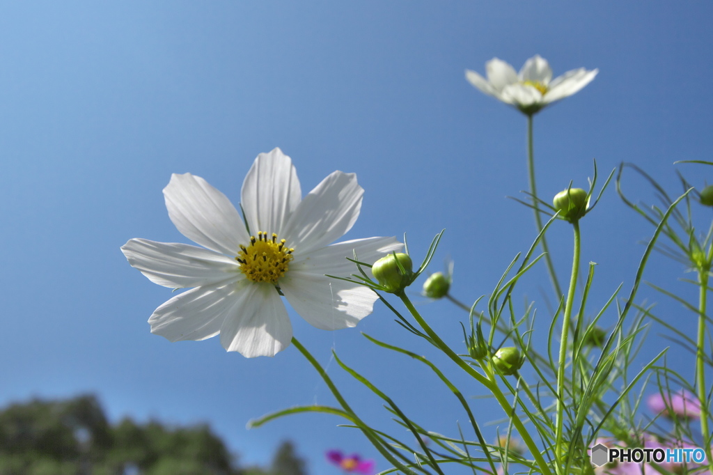 　青い空に白いコスモス　♫