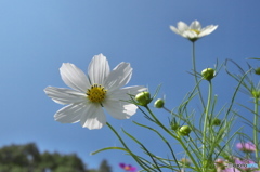　青い空に白いコスモス　♫