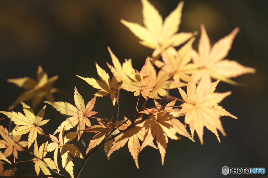 公園の紅葉