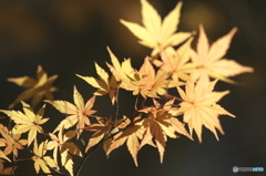 公園の紅葉