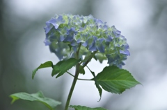 雨引観音観音楽法寺　四