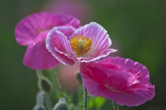 ヒナゲシの花園　Ⅱ