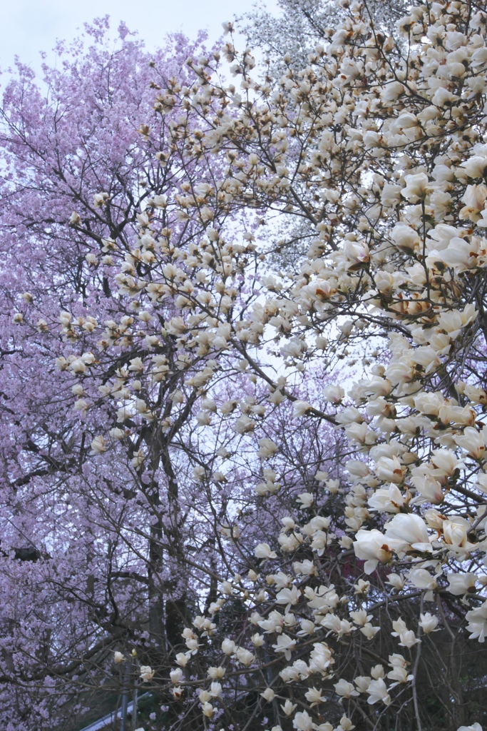 近くのお寺の花　弐
