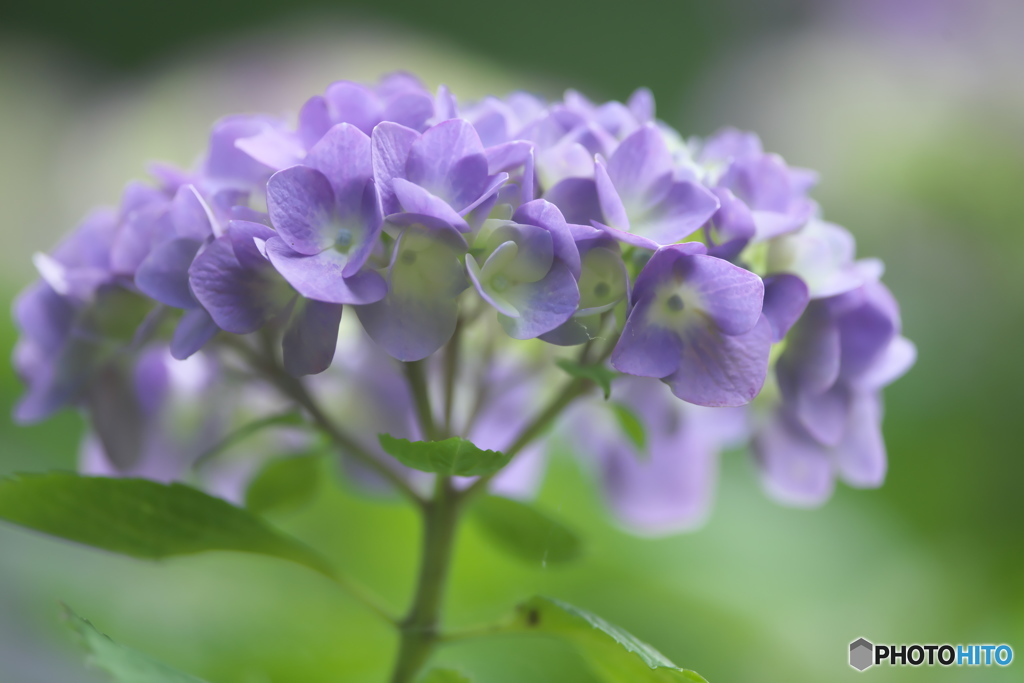 雨引観音の紫陽花　Ⅰ