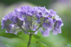 雨引観音の紫陽花　Ⅰ