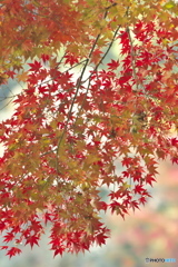 公園の秋