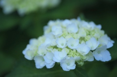 雨引観音の紫陽花美しい！！　Ｂ