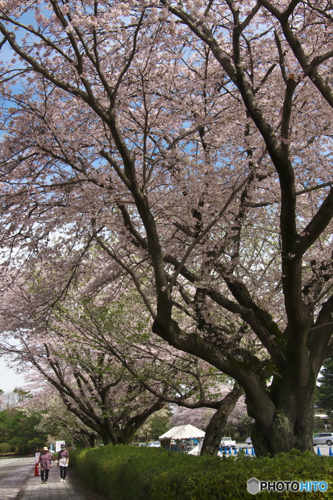 近くの大きな公園の桜