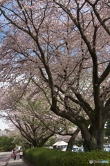 近くの大きな公園の桜