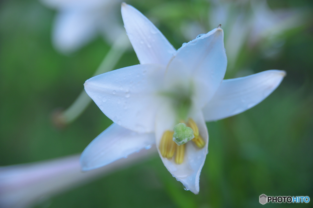 雨上がりのタカサゴユリ　Ⅱ
