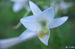 雨上がりのタカサゴユリ　Ⅱ