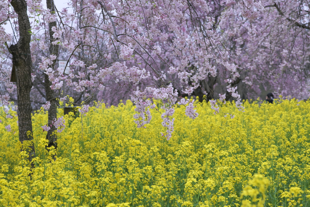 桜と菜の花