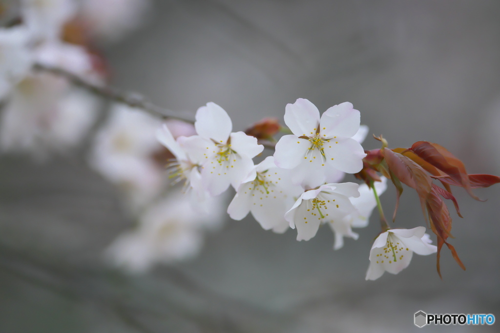 桜川の山桜