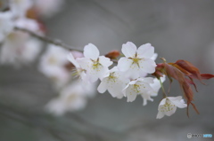 桜川の山桜